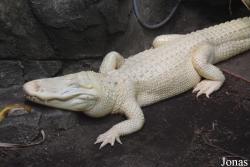 Louisville Zoo