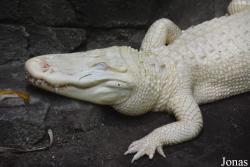 Louisville Zoo