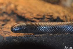 Calabariidae