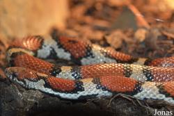 Lampropeltis triangulum syspila