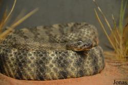 Crotalus tigris