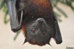 Pteropus hypomelanus