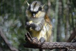 Cercopithecus pogonias grayi
