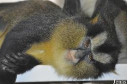 Cercopithecus pogonias