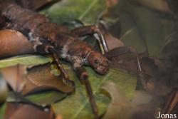 Eurycantha calcarata