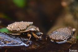 Belostomatidae