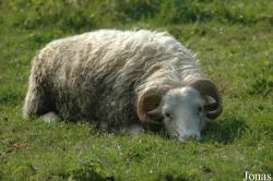 Mouton Skudde