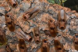 Blaberus giganteus