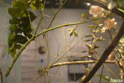 Phobaeticus serratipes