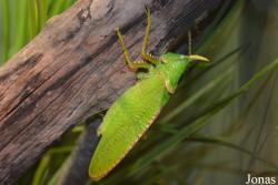 Copiphora rhinoceros