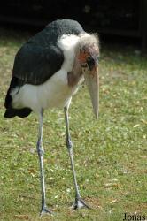 Vogelpark Walsrode