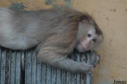 Qingdao Zoo