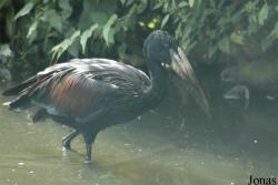 Vogelpark Walsrode