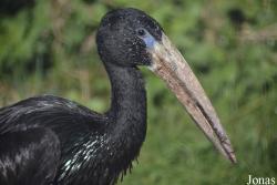 Anastomus lamelligerus