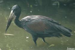 Vogelpark Walsrode
