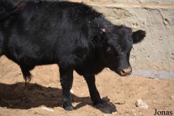 Vache Dexter
