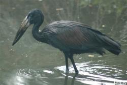 Vogelpark Walsrode
