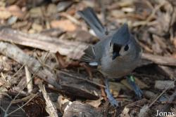 Baeolophus bicolor