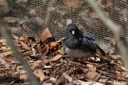 Columbus Zoo and Aquarium