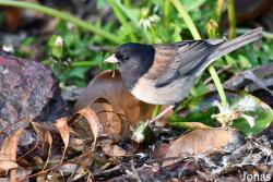 Junco hyemalis