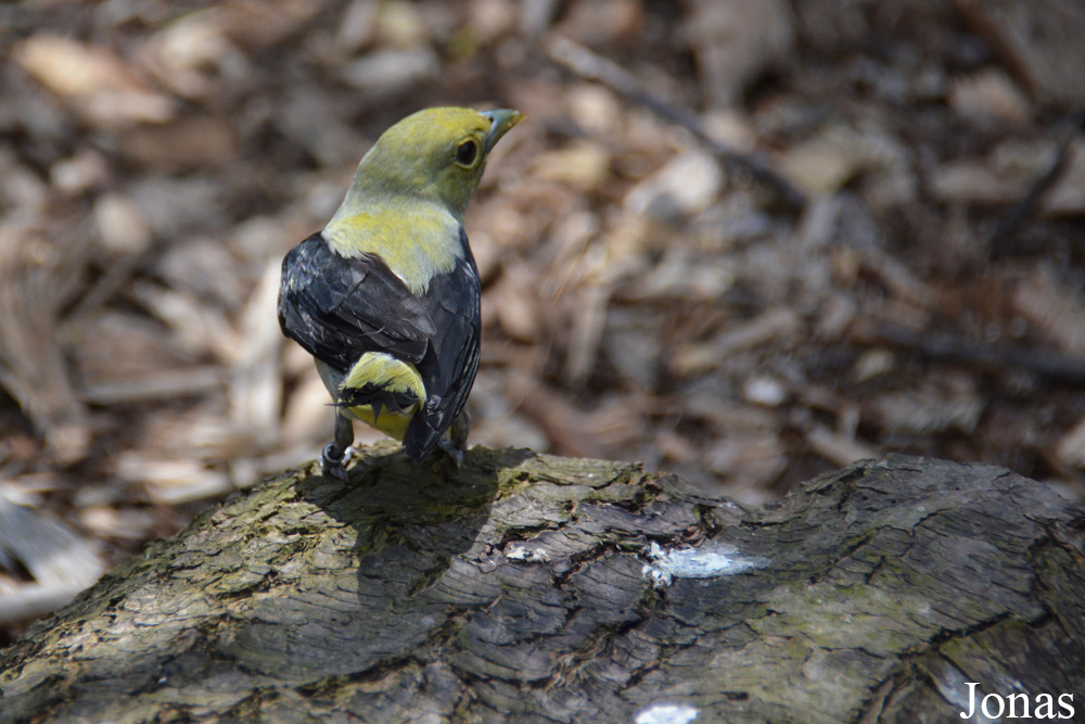 Columbus Zoo and Aquarium