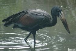Vogelpark Walsrode