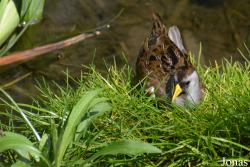 Columbus Zoo and Aquarium
