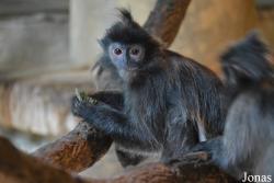 Columbus Zoo and Aquarium