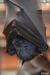Columbus Zoo and Aquarium