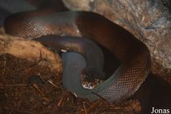 Columbus Zoo and Aquarium