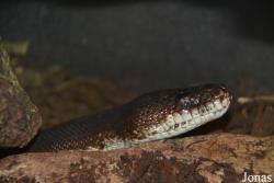 Liasis mackloti savuensis