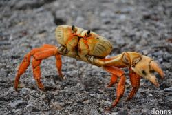 Gecarcinus ruricola