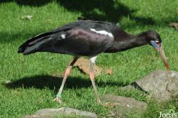 Vogelpark Walsrode