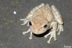 Ciénaga de Zapata