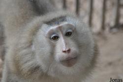 Macaca leonina