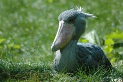 Vogelpark Walsrode