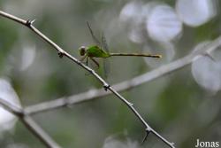 Ciénaga de Zapata