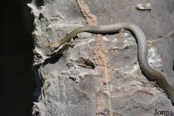 Cubophis cantherigerus