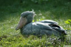 Vogelpark Walsrode