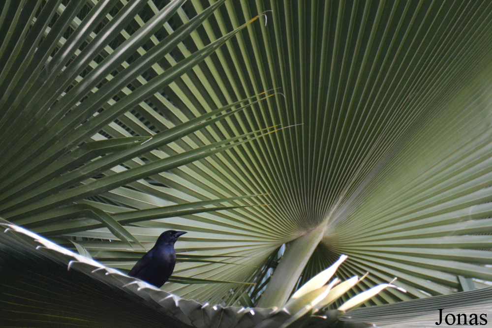 Jardín Botánico de Cienfuegos