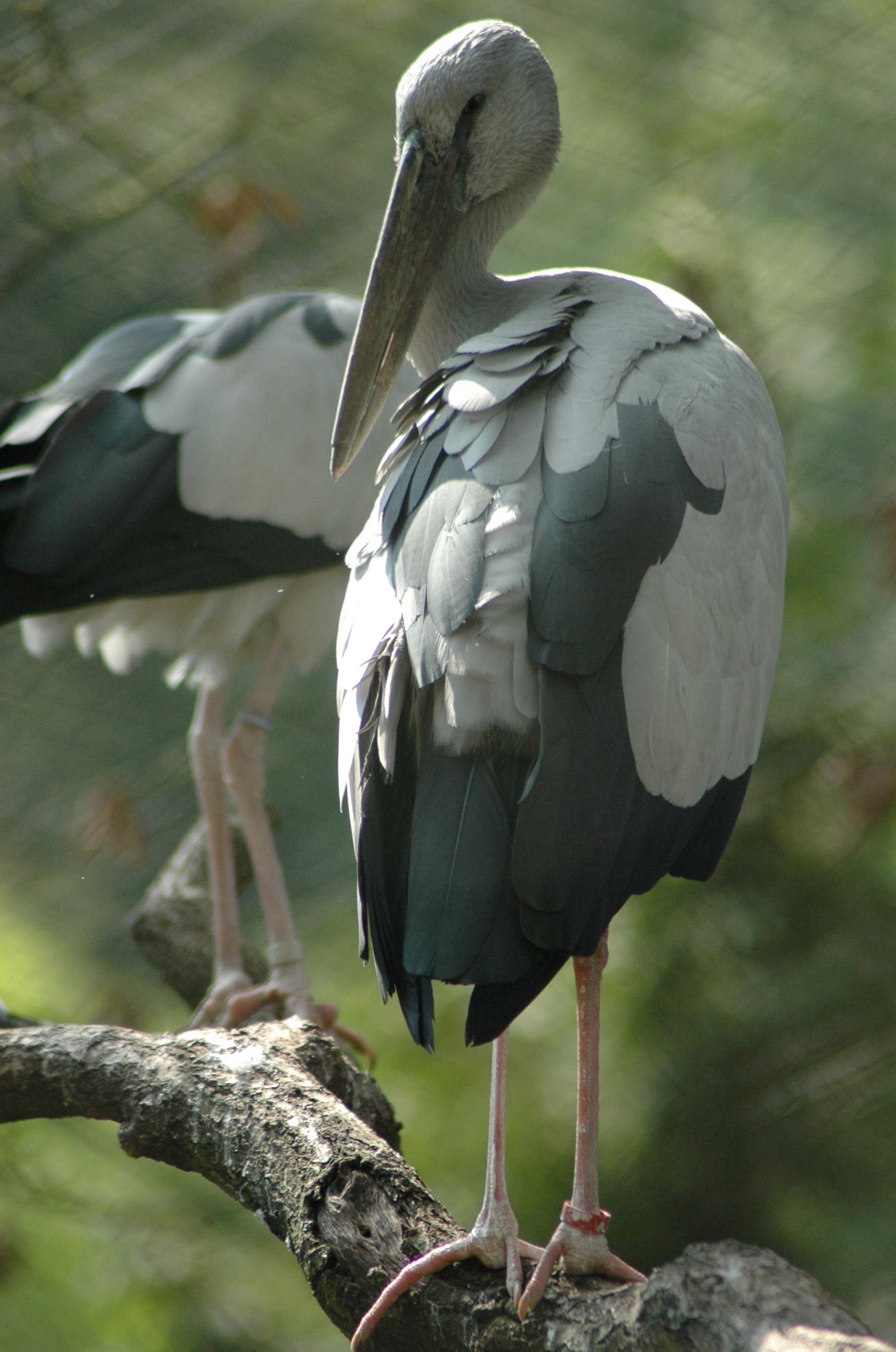 Vogelpark Walsrode