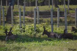 Parque Zoológico Nacional de Cuba