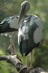 Vogelpark Walsrode