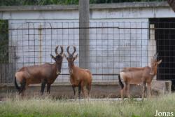 Parque Zoológico Nacional de Cuba