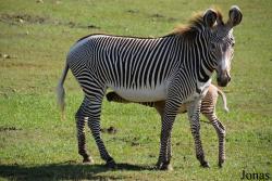 Parque Zoológico Nacional de Cuba