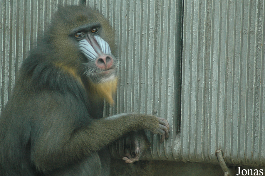 Qingdao Zoo