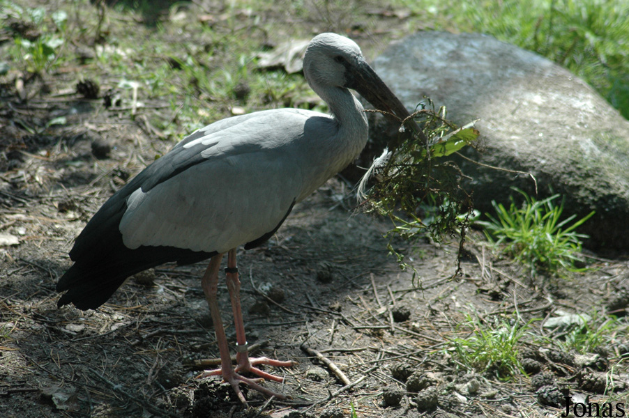 Vogelpark Walsrode