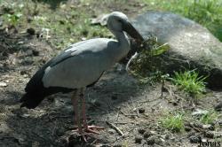 Vogelpark Walsrode