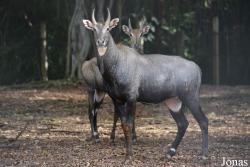 Parque Zoológico Nacional de Cuba
