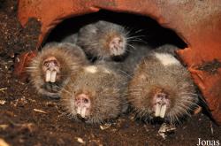 Rodentia